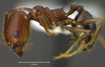Media type: image;   Entomology 34327 Aspect: habitus lateral view